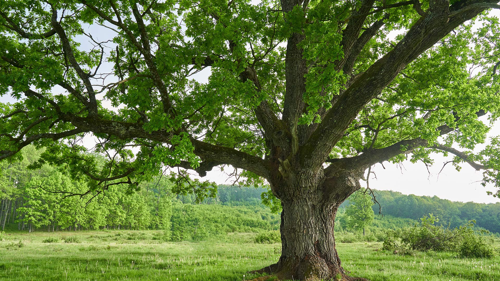 shutterstock_2168070713