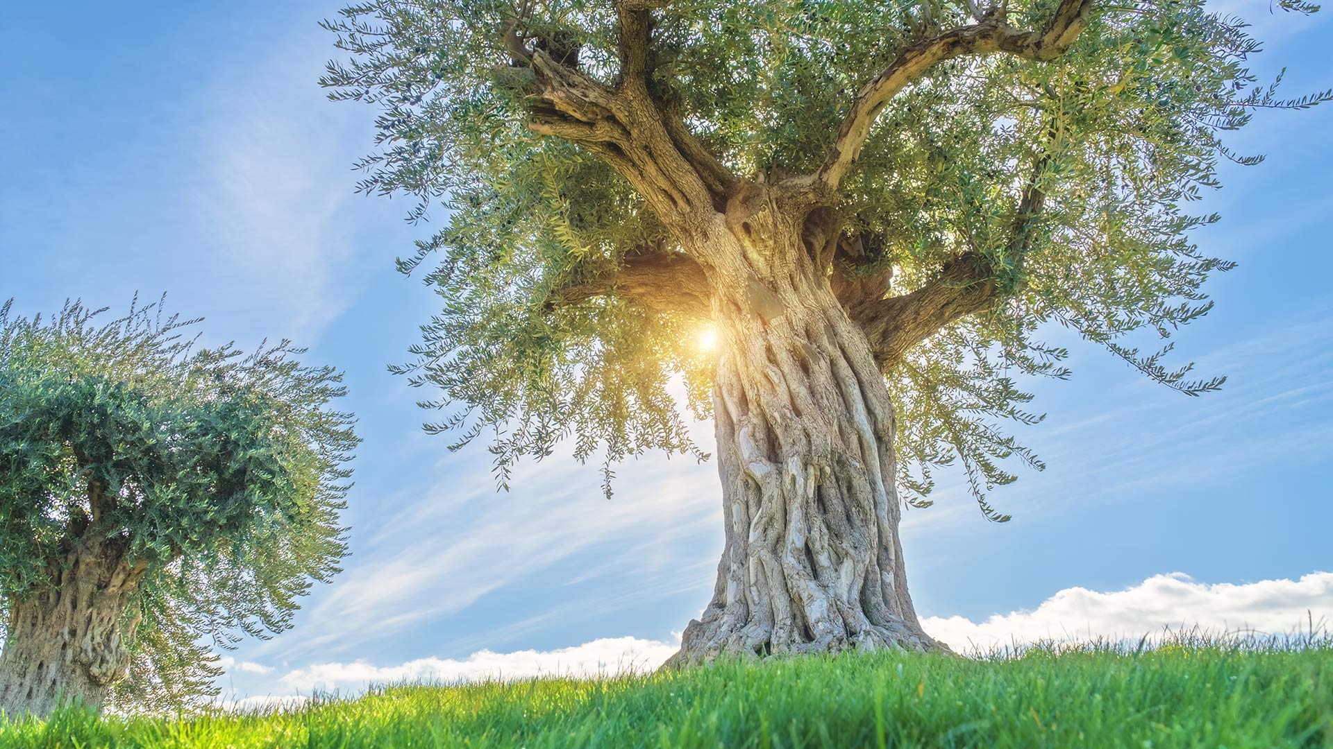 shutterstock_2229185031